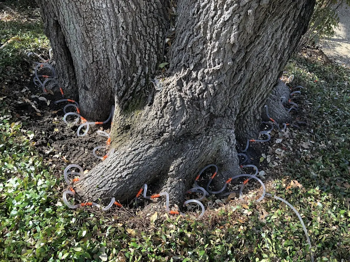 Detailed Tree Cabling and Bracing job site in Mac Arthur